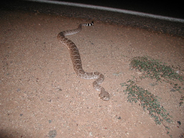 Baby Atrox 1
