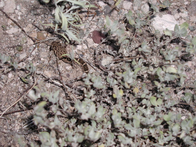 Baby Atrox 2