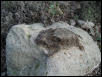 Horned Lizard