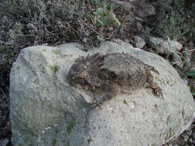 Horned Lizard