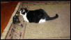 Bastet