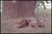 Babba Resting