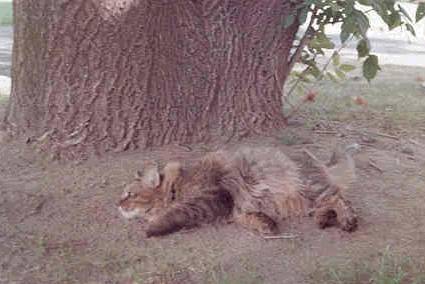 Babba Resting