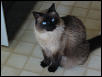 Ol' Blue Eyes
