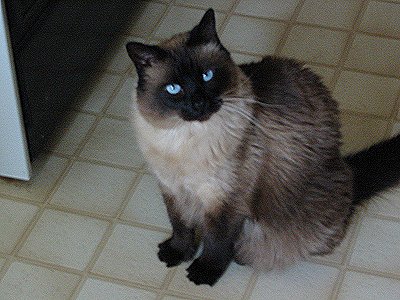 Ol' Blue Eyes