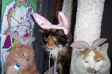 bunnies