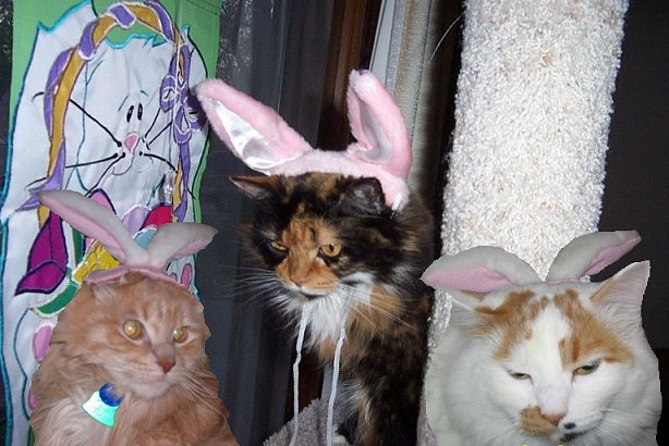 bunnies