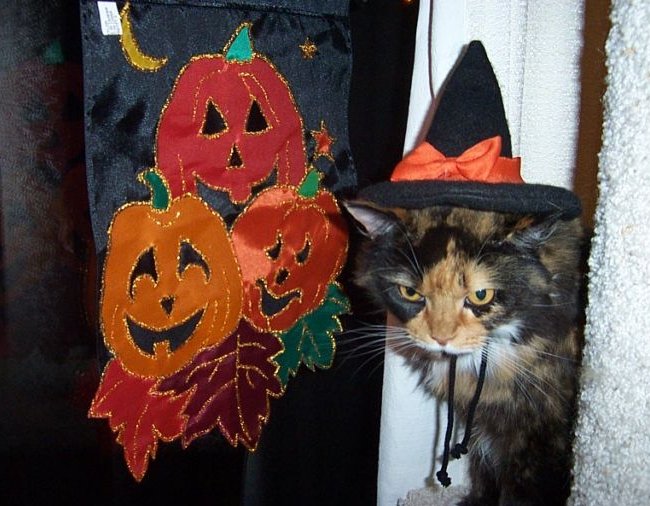 witchycat