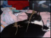 Lizards!