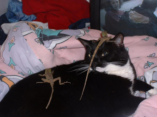 Lizards!