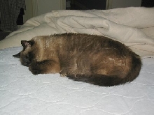 The Jellybean