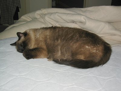 The Jellybean