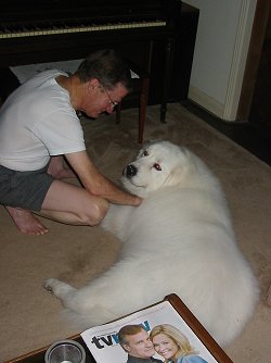 Big Dog