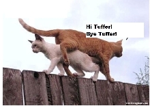 Hi/Bye Tuffer