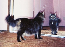 MirrorMirror
