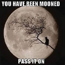 Black Cat Full Moon