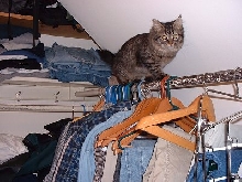 Moxiecloset