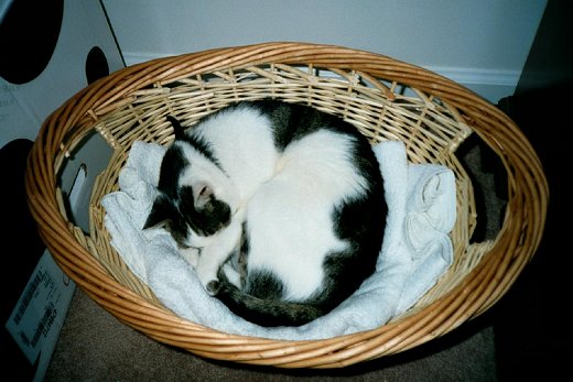 stanwicker