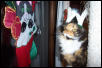 Reindeercat