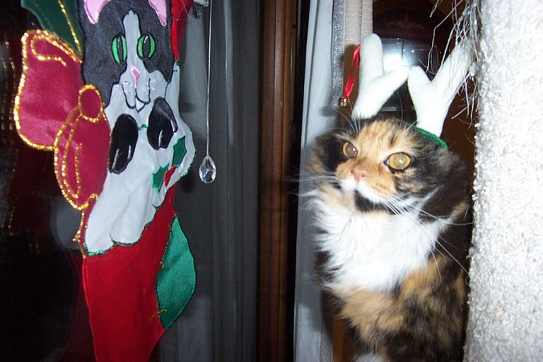 Reindeercat