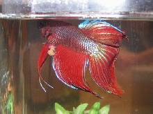 Sick Betta