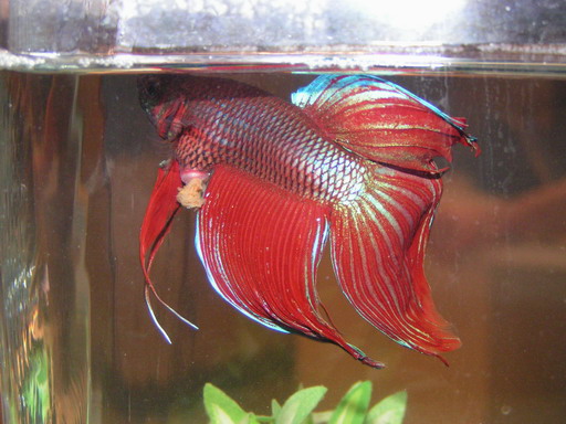 Sick Betta