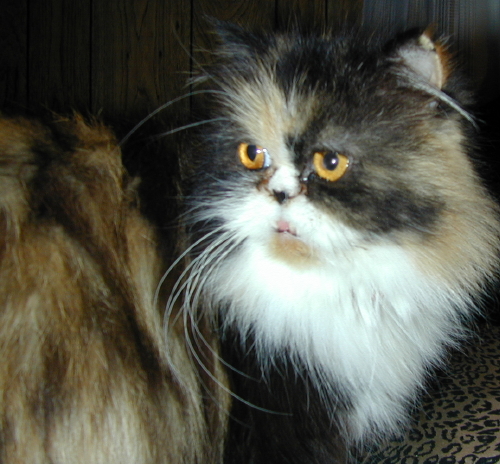 Cali TenHouseCats