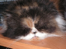 Cali TenHouseCats