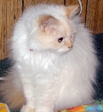 Crosby/Roseberry TenHouseCats