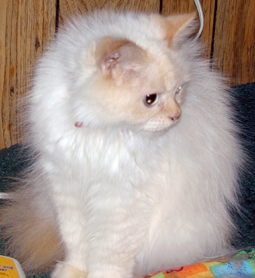 Crosby/Roseberry TenHouseCats