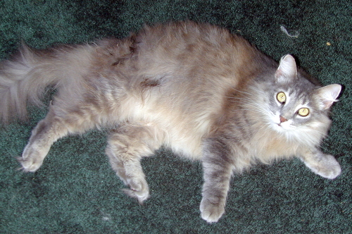 Fiona AnkleBiter TenHouseCats