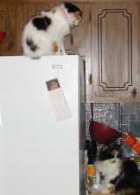 fridge, part 2
