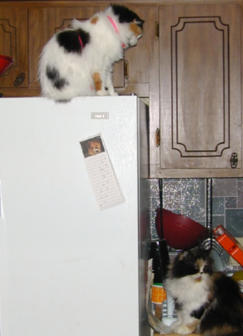 fridge, part 2
