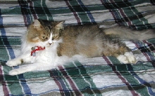AnnyMouse