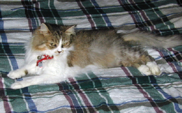 AnnyMouse