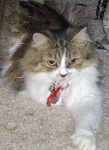 AnnyMouse