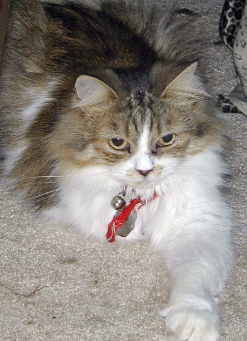 AnnyMouse