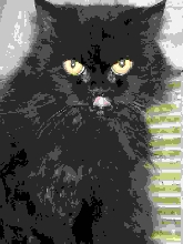 CeilidhDjinnTenHouseCats, Artistic