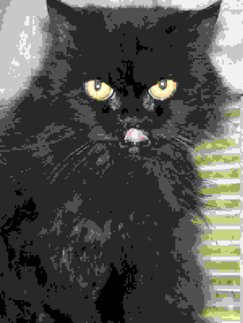CeilidhDjinnTenHouseCats, Artistic