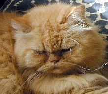 BrendanMichaelRedcatNobleTenHouseCats
