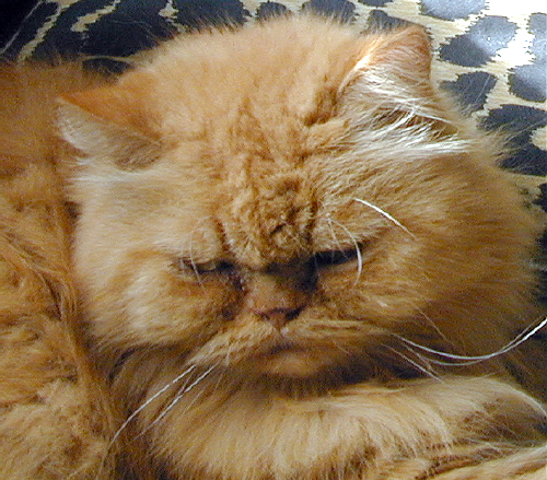 BrendanMichaelRedcatNobleTenHouseCats