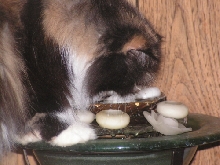 Cali TenHouseCats