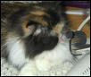Meow-Recognition Software