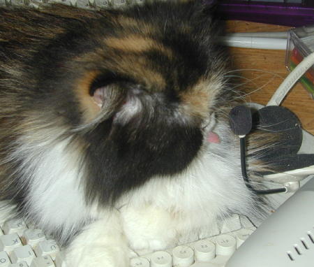 Meow-Recognition Software
