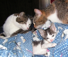 HouseKits