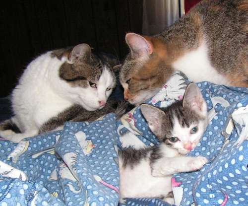 HouseKits