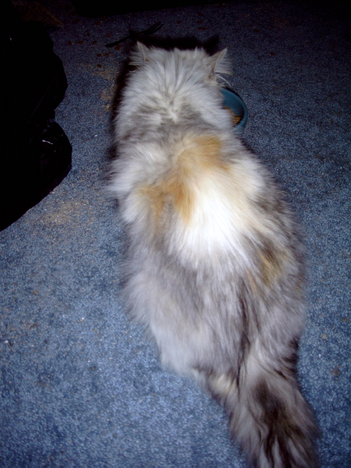 CC TenHouseCats