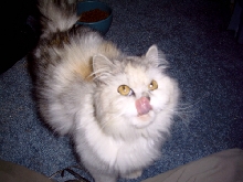 CC TenHouseCats