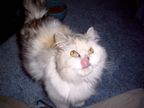 CC TenHouseCats