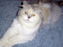 CC TenHouseCats